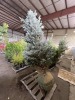 Large Fat Albert Spruce - 3