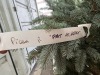 Large Fat Albert Spruce - 4