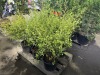 Summer Ice California Lilac Qty. 6 - 2