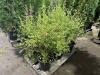 Summer Ice California Lilac Qty. 6 - 3