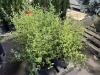 Summer Ice California Lilac Qty. 6 - 4