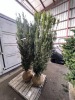 Columnar Irish Yew Qty. 2