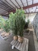 Columnar Irish Yew Qty. 2 - 3