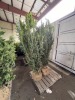 Columnar Irish Yew Qty. 2 - 4