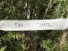 Columnar Irish Yew Qty. 2 - 5
