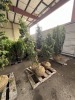 Dwarf Gracilis Hinoki Cypress Qty. 3 - 2
