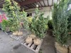 Dwarf Gracilis Hinoki Cypress Qty. 3 - 3