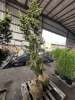 Dwarf Gracilis Hinoki Cypress Qty. 2 - 2