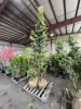 Dwarf Gracilis Hinoki Cypress Qty. 2 - 3