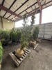 Dwarf Gracilis Hinoki Cypress Qty. 2 - 4