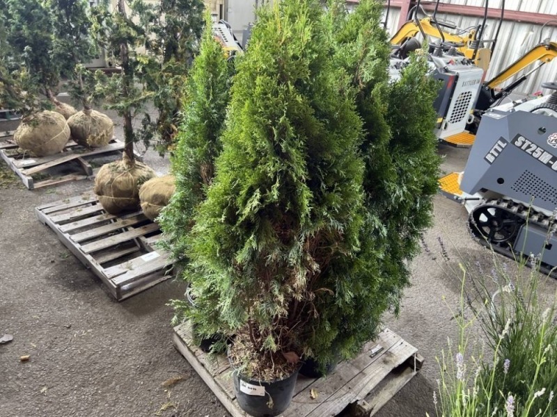 Emerald Green Arborvitae Qty. 6