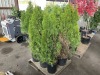 Emerald Green Arborvitae Qty. 6 - 2