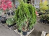 Emerald Green Arborvitae Qty. 6 - 3