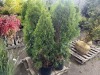 Emerald Green Arborvitae Qty. 6 - 4