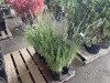 Grosso Lavender Qty. 10 - 4