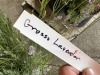Grosso Lavender Qty. 10 - 5