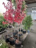 Brandywine Maple Tree Qty. 3