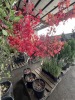 Brandywine Maple Tree Qty. 3 - 4