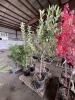 Anna Apple Tree Qty. 2 - 3