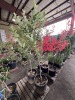 Anna Apple Tree Qty. 2 - 4