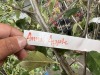 Anna Apple Tree Qty. 2 - 5