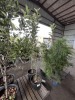 Combination Apple Trees Qty. 2 - 2