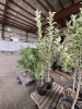Combination Apple Trees Qty. 2 - 3