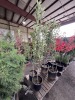 Combination Apple Trees Qty. 2 - 4