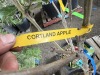 Combination Apple Trees Qty. 2 - 5
