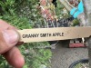Combination Apple Trees Qty. 2 - 8
