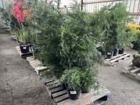 Leyland Cypress Qty. 6