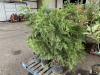 Leyland Cypress Qty. 6 - 3