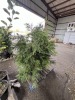 Leyland Cypress Qty. 6 - 4