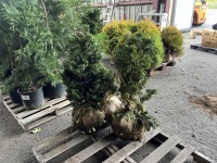 Compacta Hinoki Cypress Qty. 3