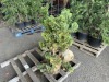 Compacta Hinoki Cypress Qty. 3 - 2