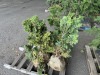 Compacta Hinoki Cypress Qty. 3 - 3