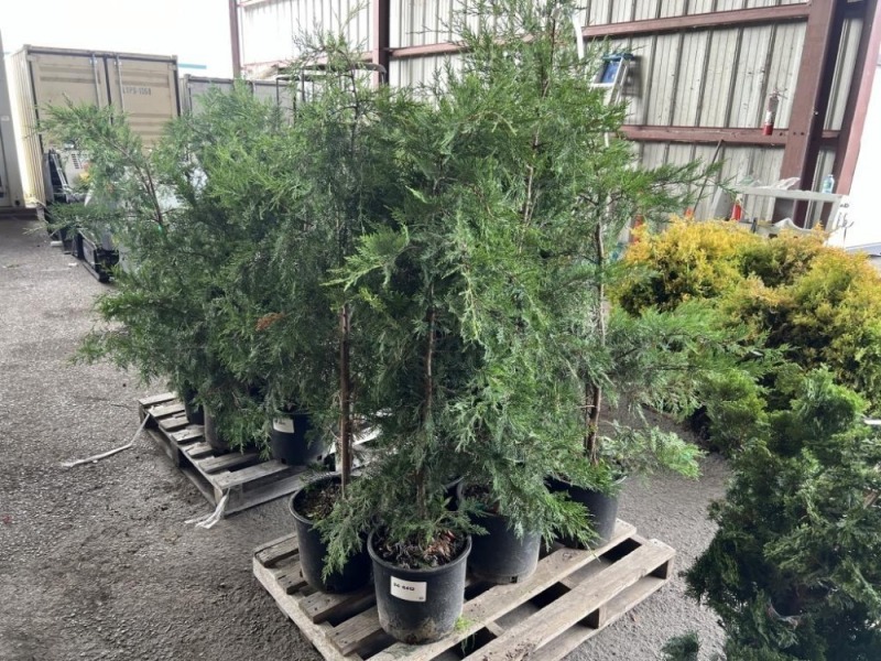 Leyland Cypress Qty. 6