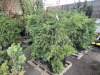 Leyland Cypress Qty. 6 - 2