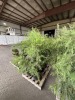 Leyland Cypress Qty. 6 - 3