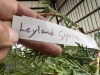Leyland Cypress Qty. 6 - 5
