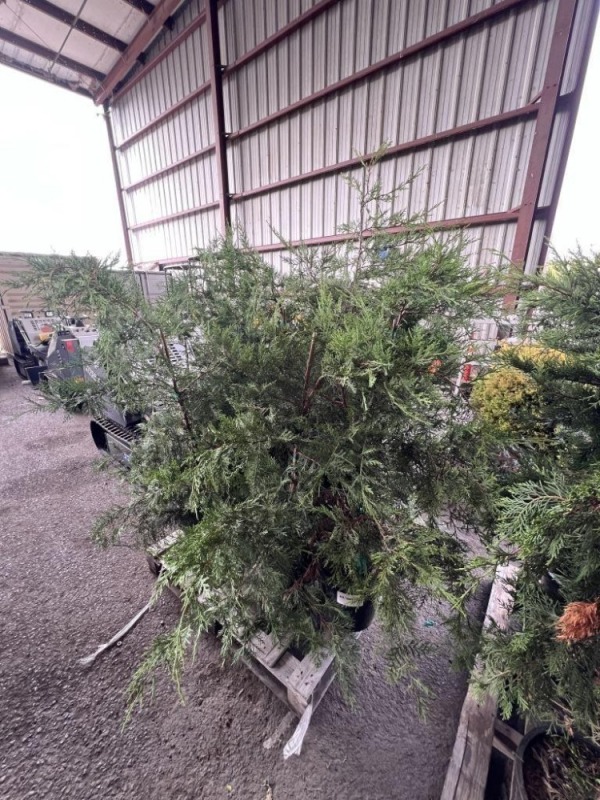 Leyland Cypress Qty. 10