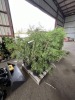 Leyland Cypress Qty. 10 - 2