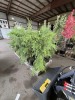 Leyland Cypress Qty. 10 - 3