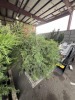 Leyland Cypress Qty. 10 - 4