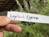 Leyland Cypress Qty. 10 - 5