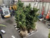 Split Rock Hinoki Cypress Qty. 6