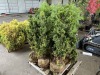 Split Rock Hinoki Cypress Qty. 6 - 3