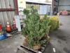 Split Rock Hinoki Cypress Qty. 6 - 4