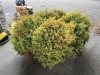 Rheingold Arborvitae Qty. 6 - 2