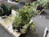 Goldfinger Potentilla Qty. 6